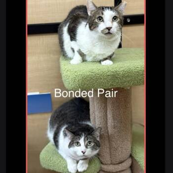 Mini and Jimmy -  Domestic Short Hair Cat for Adoption in Scottsdale, Arizona - Mini And Jimmy | PetCurious