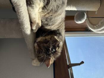 Rescue Domestic Short Hair Cats for Adoption in Mount Pleasant, Iowa - Yoda | PetCurious