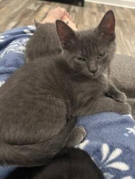 Domestic Short Hair Cats Available for Adoption in Youngsville, North Carolina - Dakota26 | PetCurious