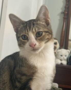 milo 2 -  Tabby and Domestic Short Hair Cat for Adoption in San Jose, California - Milo 2 | PetCurious