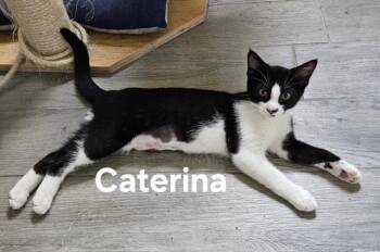 Caterina -  Domestic Short Hair Cat for Adoption in Zimmerman, Minnesota - Caterina | PetCurious
