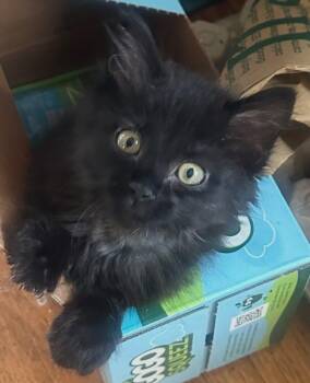 Mister -  Domestic Long Hair Cat for Adoption in Bossier City, Louisiana - Mister | PetCurious