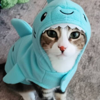 Rescue Domestic Short Hair Cats for Adoption in Long Beach, California - Alessandra Edda | PetCurious