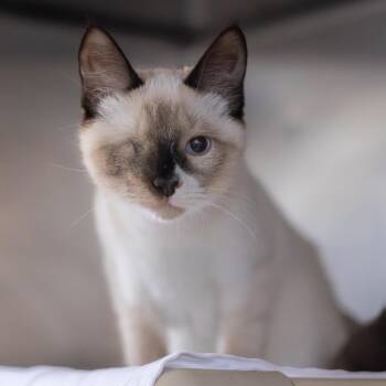 Moon (bonded with Artemis) -  Siamese Cat for Adoption in Wilmington, Delaware - Moon (bonded With Artemis) | PetCurious