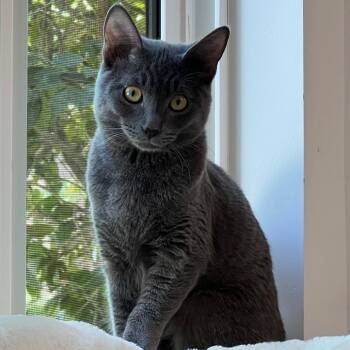 Rescue Domestic Short Hair Cats for Adoption in Los Angeles, California - Rum Tum Tugger | PetCurious