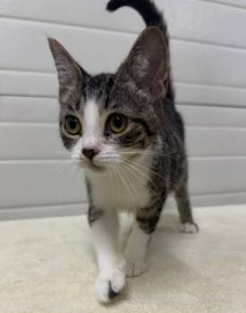 Lucy -  Domestic Short Hair Cat for Adoption in Lagrange, Indiana - Lucy | PetCurious