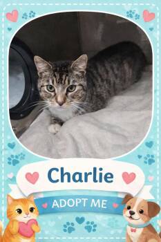 Domestic Short Hair Cats Available for Adoption in Bowie, Texas - Charlie | PetCurious