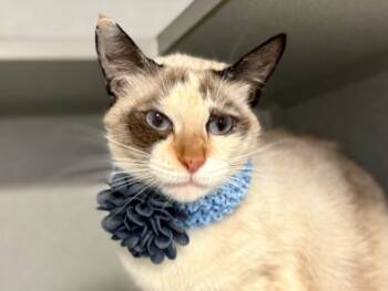 Rescue Domestic Short Hair Cats for Adoption in New York, New York - Mellow | PetCurious