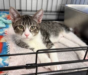 Rescue Domestic Short Hair Cats for Adoption in Lemoore, California - Hank | PetCurious