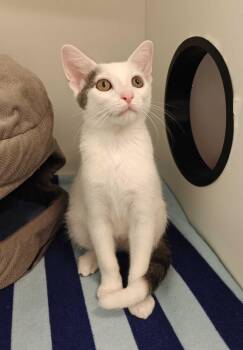 Falkor -  Domestic Short Hair Cat for Adoption in Elmsford, New York - Falkor | PetCurious