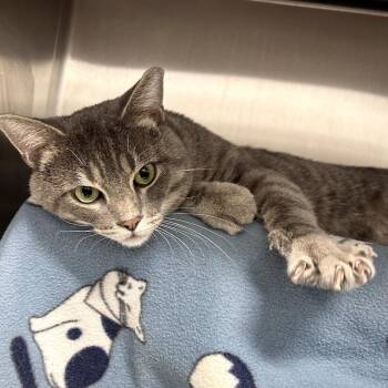 Smokey -  Domestic Short Hair Cat for Adoption in Fort Wayne, Indiana - Smokey | PetCurious
