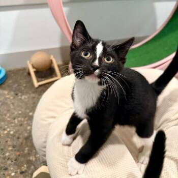 Domestic Short Hair Cats Available for Adoption in Louisville, Kentucky - Tubi | PetCurious