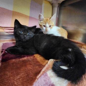 Chocolate Chip -  Domestic Short Hair Cat for Adoption in Walker, Michigan - Chocolate Chip | PetCurious