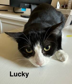 Rescue Domestic Short Hair Cats for Adoption in The Woodlands, Texas - Lucky | PetCurious