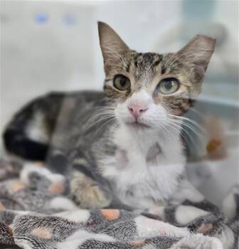 CAT 1 -  Domestic Short Hair Cat for Adoption in Dallas, Texas - CAT 1 | PetCurious