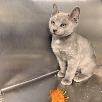 Belle -  Domestic Short Hair Cat for Adoption in Palm Springs, California - Belle | PetCurious