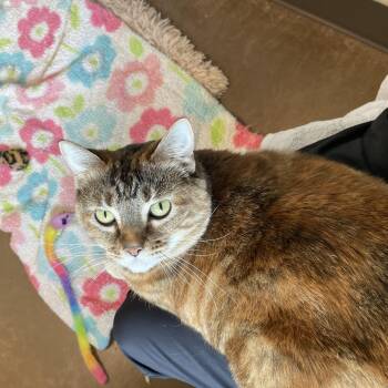 Tortoiseshell Cats Available for Adoption in Friday Harbor, Washington - Fredericka | PetCurious