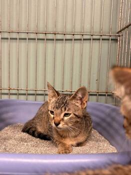 Luna -  Domestic Short Hair Cat for Adoption in Rensselaer, Indiana - Luna | PetCurious