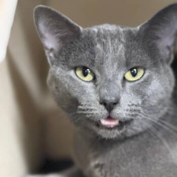 Domestic Short Hair Cats Available for Adoption - Salmon | PetCurious