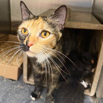Fiona -  Domestic Short Hair Cat for Adoption in Philadelphia, Pennsylvania - Fiona | PetCurious