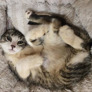 Ruby -  Domestic Short Hair Cat for Adoption in Worcester, Massachusetts - Ruby | PetCurious