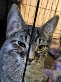 Rescue Domestic Short Hair Cats for Adoption in Evans City, Pennsylvania - Jelly | PetCurious