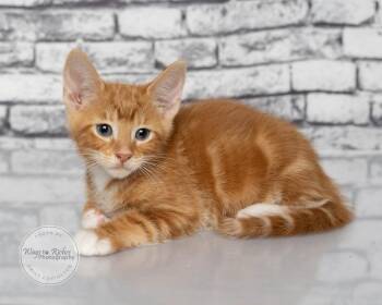 Andy -  Domestic Short Hair and Tabby Cat for Adoption in Tuscaloosa, Alabama - Andy | PetCurious