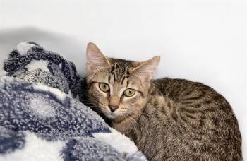FRESIA -  Domestic Short Hair Cat for Adoption in Fort Lauderdale, Florida - FRESIA | PetCurious