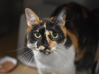 Bell -  Domestic Short Hair Cat for Adoption in Portland, Oregon - Bell | PetCurious