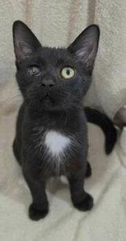 7118 (Georgie) -  Domestic Short Hair Cat for Adoption in Lake City, Michigan - 7118 (Georgie) | PetCurious
