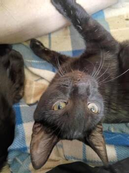 Link -  Domestic Short Hair Cat for Adoption in Findlay, Ohio - Link | PetCurious