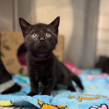 Domestic Short Hair Cats Available for Adoption in Salt Lake City, Utah - Jett | PetCurious
