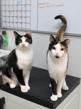 Chloe AND Zoey -  Domestic Short Hair Cat for Adoption in Rochester, New Hampshire - Chloe AND Zoey | PetCurious