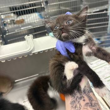 Brad -  Domestic Short Hair Cat for Adoption in Greensboro, North Carolina - Brad | PetCurious