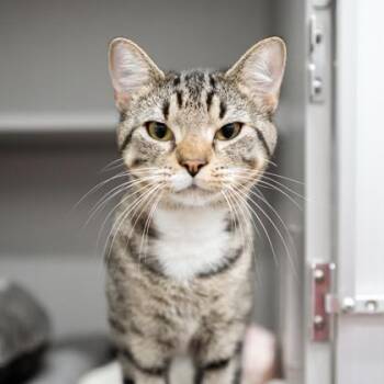 Pee Wee Herman -  Domestic Short Hair Cat for Adoption in Atlanta, Georgia - Pee Wee Herman | PetCurious