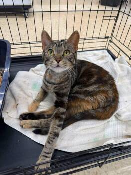 Sapphire -  Domestic Short Hair Cat for Adoption in Cowlesville, New York - Sapphire | PetCurious