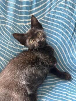 WOODY -  Domestic Short Hair Cat for Adoption in Doral, Florida - WOODY | PetCurious