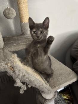 Rescue Domestic Short Hair Cats for Adoption in Schertz, Texas - Lil | PetCurious