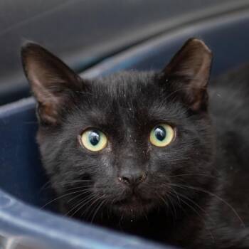 Domestic Short Hair Cats Available for Adoption - Nugget | PetCurious