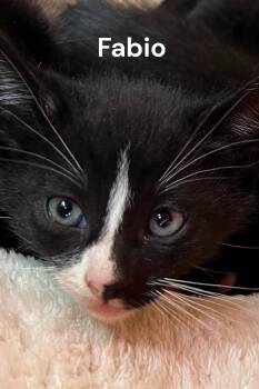 Fabio -  Domestic Short Hair Cat for Adoption in Weems, Virginia - Fabio | PetCurious