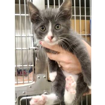 Domestic Short Hair Cats Available for Adoption - Ron Swanson | PetCurious