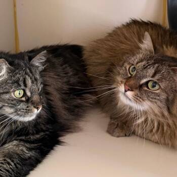 Robin -  Domestic Long Hair Cat for Adoption in Concord, New Hampshire - Robin | PetCurious
