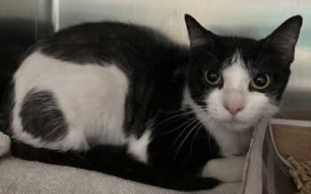 Maple -  Domestic Short Hair Cat for Adoption in New Albany, Indiana - Maple | PetCurious