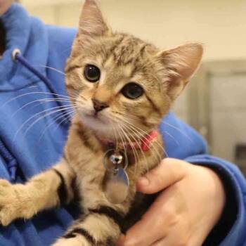 Domestic Short Hair Cats Available for Adoption in Port Washington, New York - Honey | PetCurious