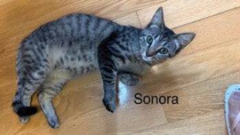 Sonora -  Tabby and Domestic Short Hair Cat Available for Adoption in Oakland Park, Florida - Sonora | PetCurious