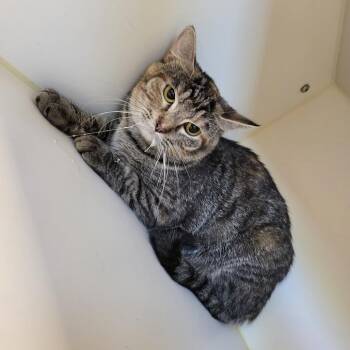 Domestic Short Hair Cats Available for Adoption in Tulsa, Oklahoma - RavenClaw | PetCurious