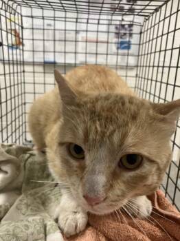 HAWK -  Domestic Medium Hair Cat for Adoption in Loveland, Colorado - HAWK | PetCurious