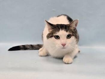 Twinkle -  Domestic Short Hair Cat for Adoption in Minneapolis, Minnesota - Twinkle | PetCurious