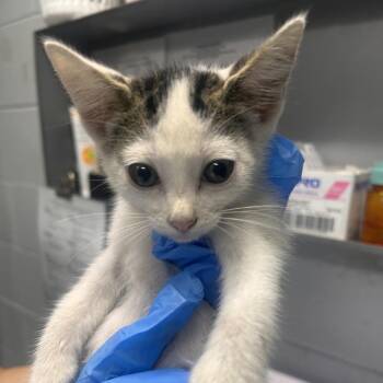 Tugboat -  Domestic Short Hair Cat for Adoption in Summerville, South Carolina - Tugboat | PetCurious