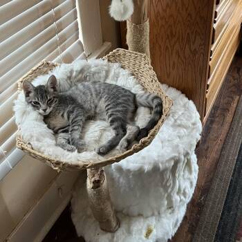 Domestic Short Hair Cats Available for Adoption in Houston, Texas - Peanut | PetCurious